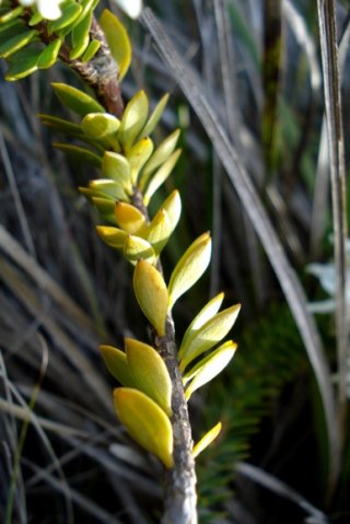 Lachnaea filamentosa older leaves falling